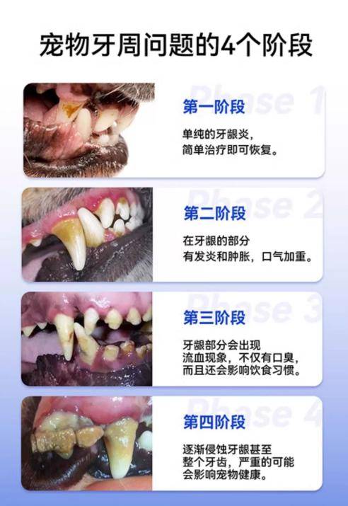 宠物口腔护理很重要！开元棋牌关注口腔清洁(图5)